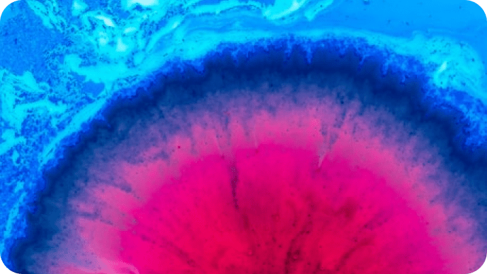 platforma özel renkler